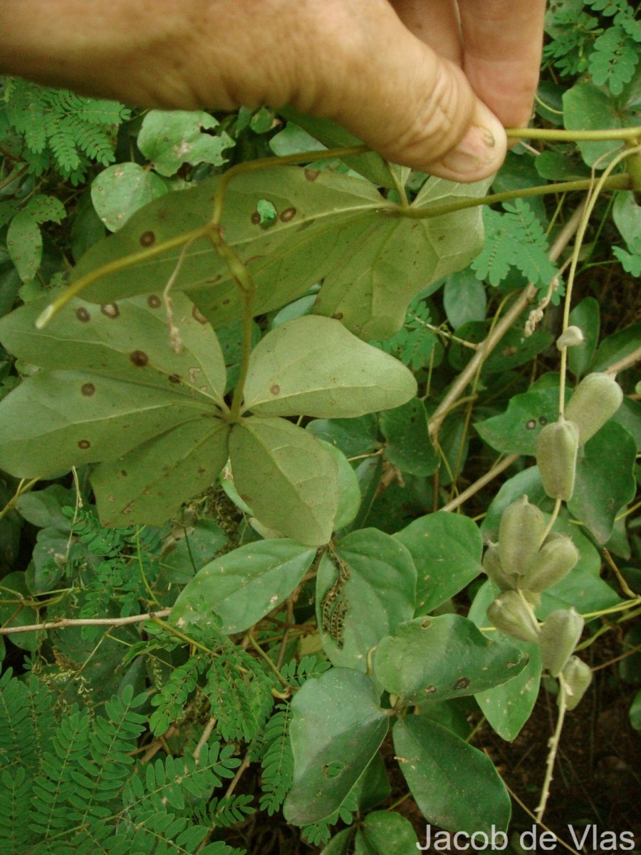 Dioscorea tomentosa J.Koenig ex Spreng.